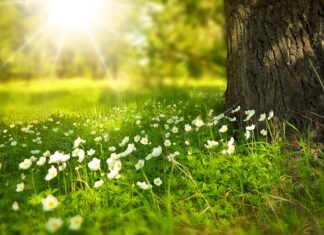 Czy trawa ma kalorie?