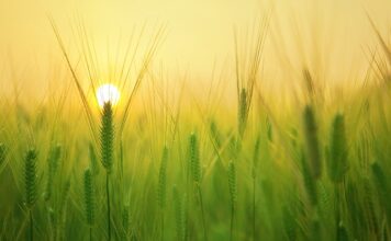 Jak siać pszenicę w domu?